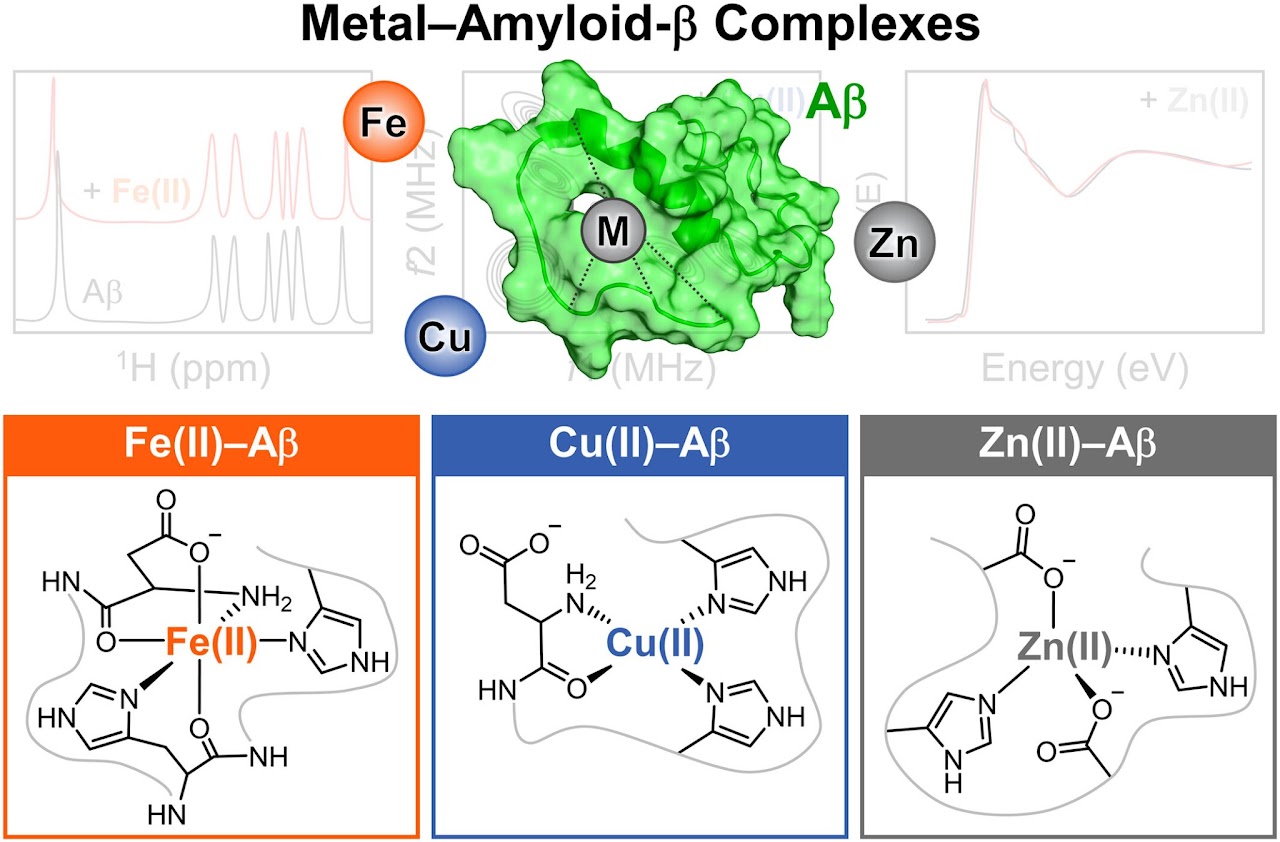 Metal coordination to amyloid-beta 총설 graphical abstract
