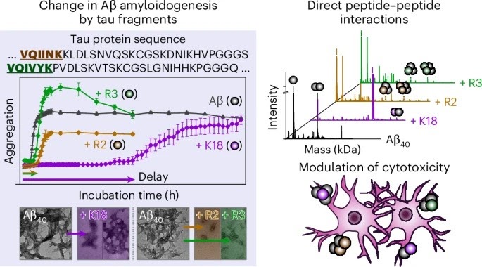 Tau와 amyloid-beta 상호작용 연구 graphical abstract