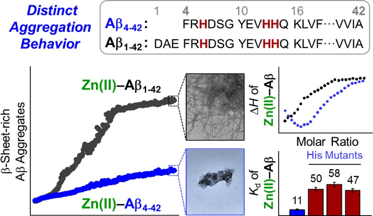 N-terminally truncated amyloid-beta 연구 graphical abstract