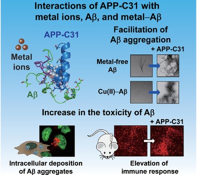 APP-C31 연구 graphical abstract