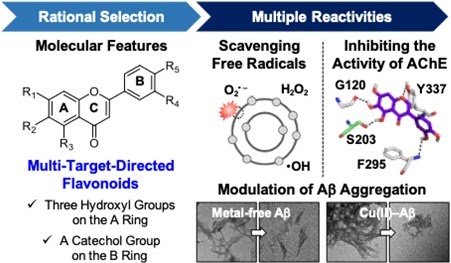 Multi-target-directed flavonoids 연구 graphical abstract