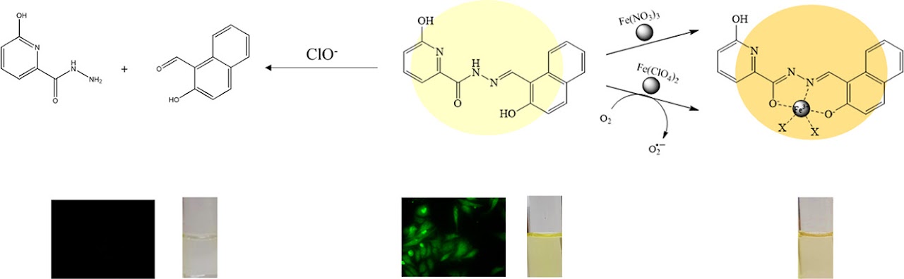 Picolinohydrazide chemosensor 연구 graphical abstract