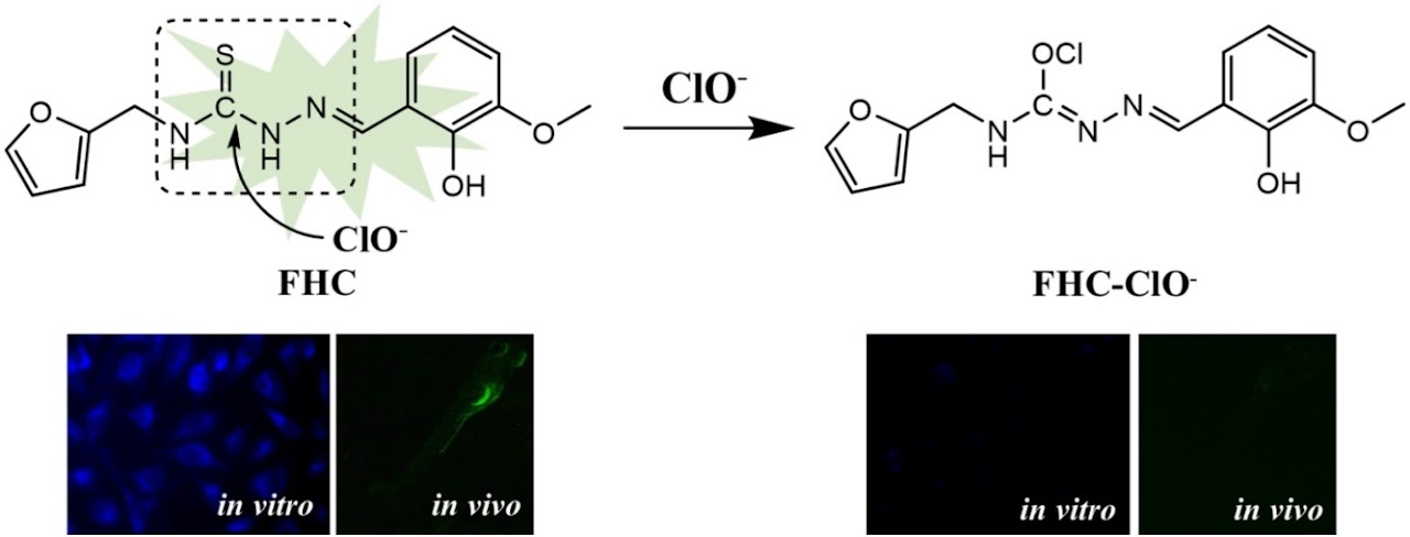 Thiourea-based hypochlorite sensor 연구 graphical abstract