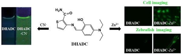 Thiophene-based sensor 연구 graphical abstract