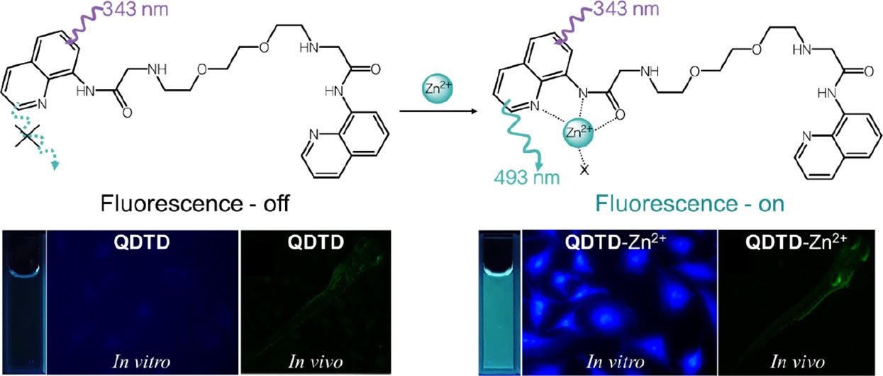 Quinoline-based zinc sensor 연구 graphical abstract