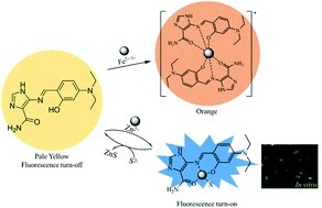 Multiple target chemosensor 연구 graphical abstract
